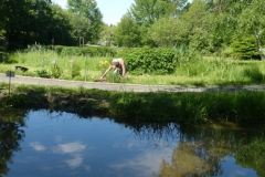 jardin-botanique-pièce-d'eau-du-jardin