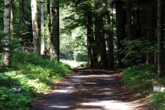 randotourisme-fôret-du-Lizieux-chemin-